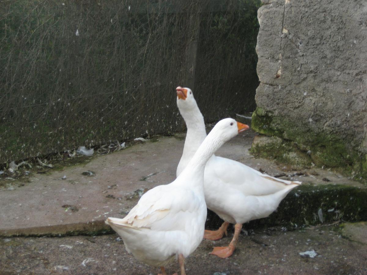 Oasi Del Lago Regalbuto 外观 照片